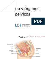Clase - Perineo - y - Organos - Pelvicos - UOH 3 PDF