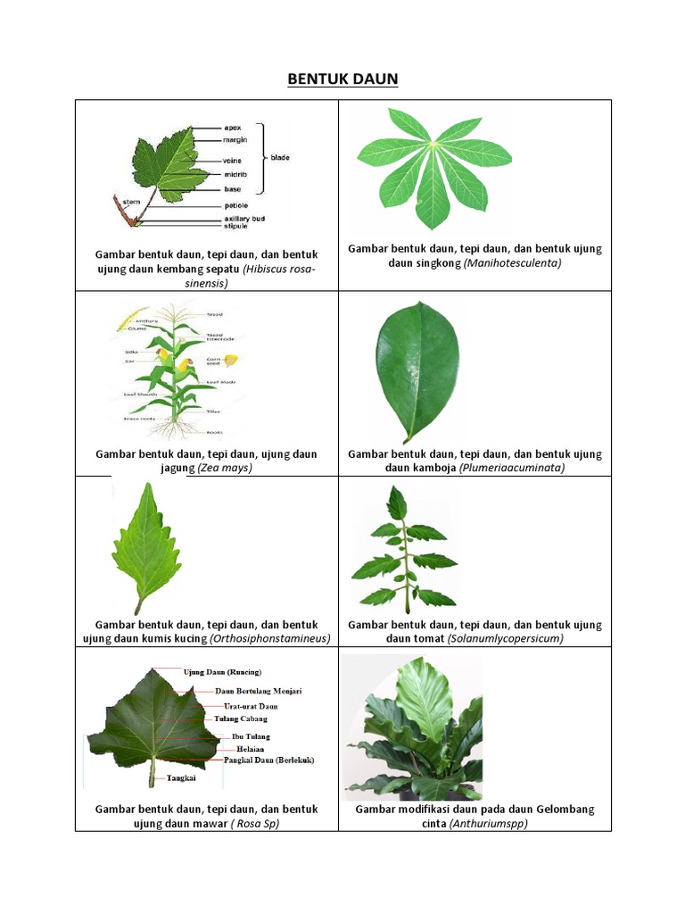 Gambar dan Bentuk Berbagai Daun | PDF | Seni & Disiplin Bahasa