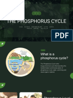 Phosphorus Cycle Explained in 40 Characters