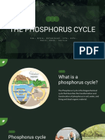 Phosphorus Cycle