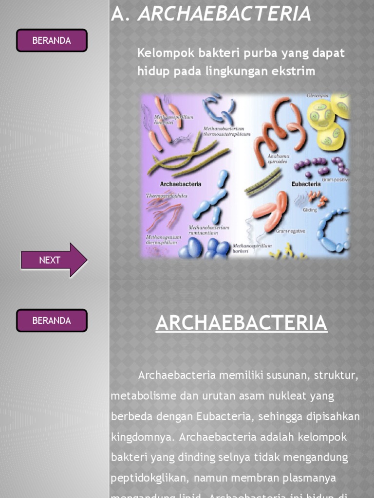 ARCHAEBACTERIA DAN EUBACTERIA PDF