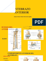 Anatomia Antebrazo Anterior