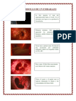 Desarrollo de Un Embarazo