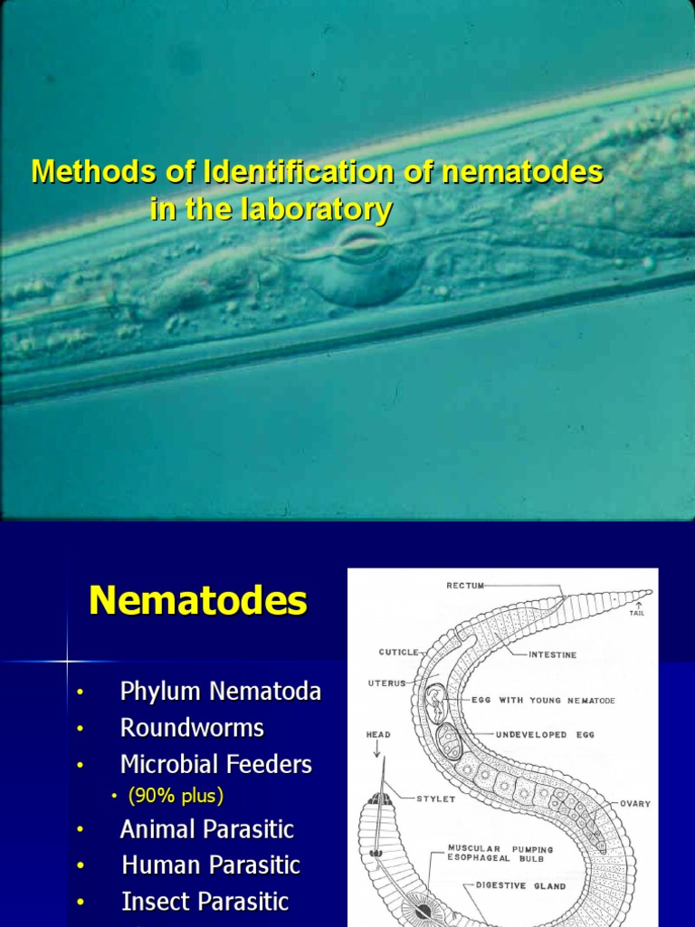 Methods of Identification of Nematodes in The Laboratory PDF