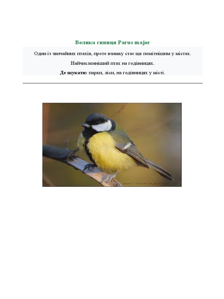 Синиця | PDF