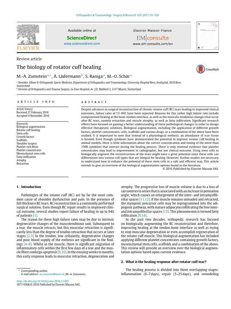 Biology of rotator cuff healing PDF Cell Potency Stem Cell