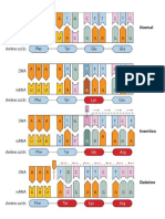 Mutation Visual Aid