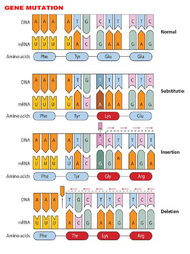 Mutation Visual Aid | PDF