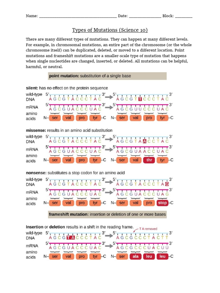 Types of Mutations Worksheet PDF PDF Mutation Point Mutation