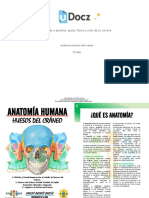 Aaaanatomia Huesos Del Craneo 58405 Downloable 2798244 PDF