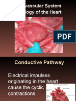 Physiology of The Heart