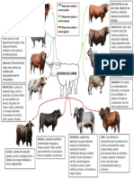 Bovinos de Carn3 PDF