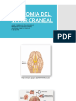 Anatomía del VI par craneal (nervio abducens