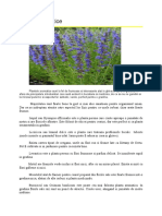Plante Aromatice PDF Free