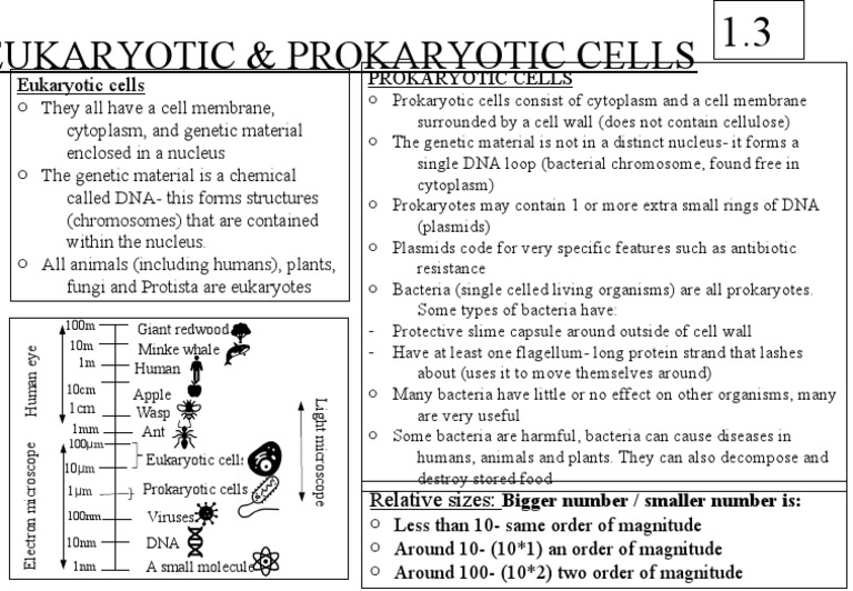 Prokaryotic vs Eukaryotic Cells Explained | PDF | Cell (Biology ...