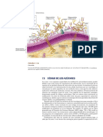 Lectura 7 Carbohidratos PDF