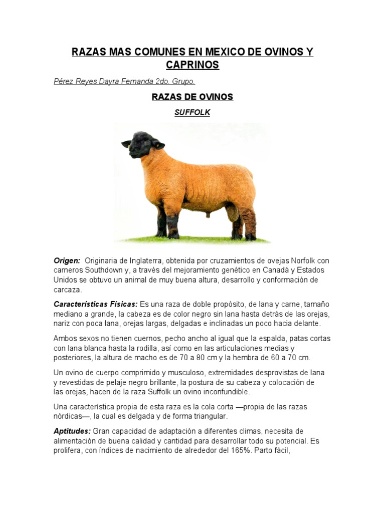 Razas Mas Comunes en Mexico de Ovinos y Caprinos | PDF | Oveja