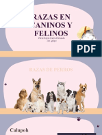 Razas en Caninos y Felinos Mas Comunes en Mexico