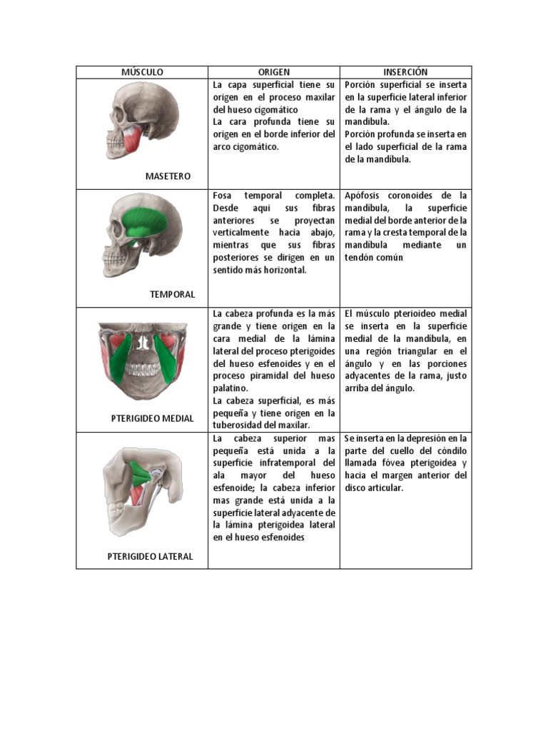 Musculo Pterigoideo Medial Y Lateral