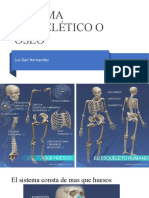 Sistema Esquelético o Oseo