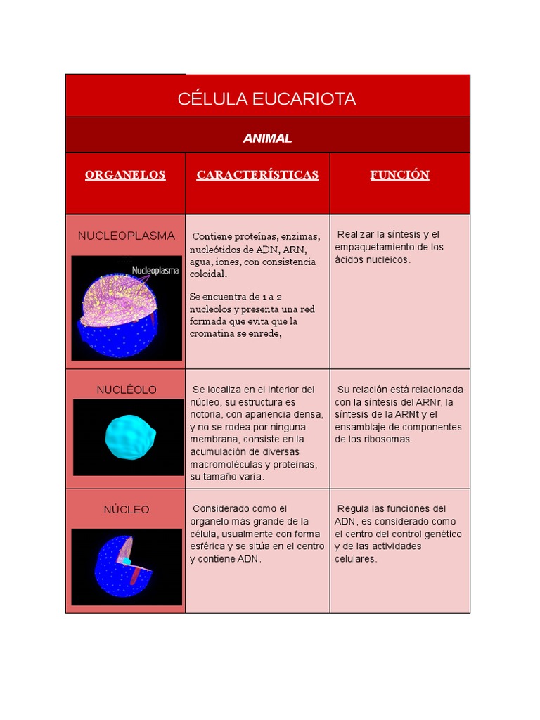 Estructura y Función de Células Eucariotas | PDF | Citoplasma | Nucleo ...