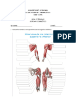 Sistema Muscular