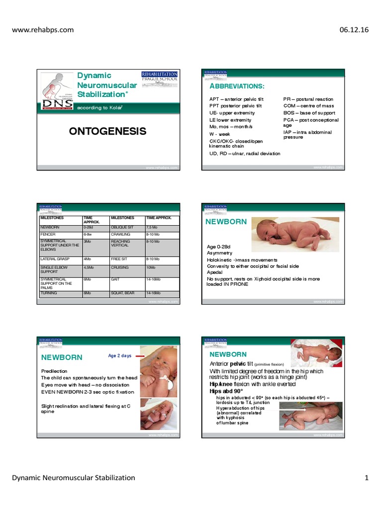 2 DNSA Ontogenesis PDF | PDF | Anatomical Terms Of Motion | Pelvis