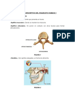 Esqueleto Humano Descripción