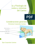 Anatomía y fisiología del sistema digestivo canino