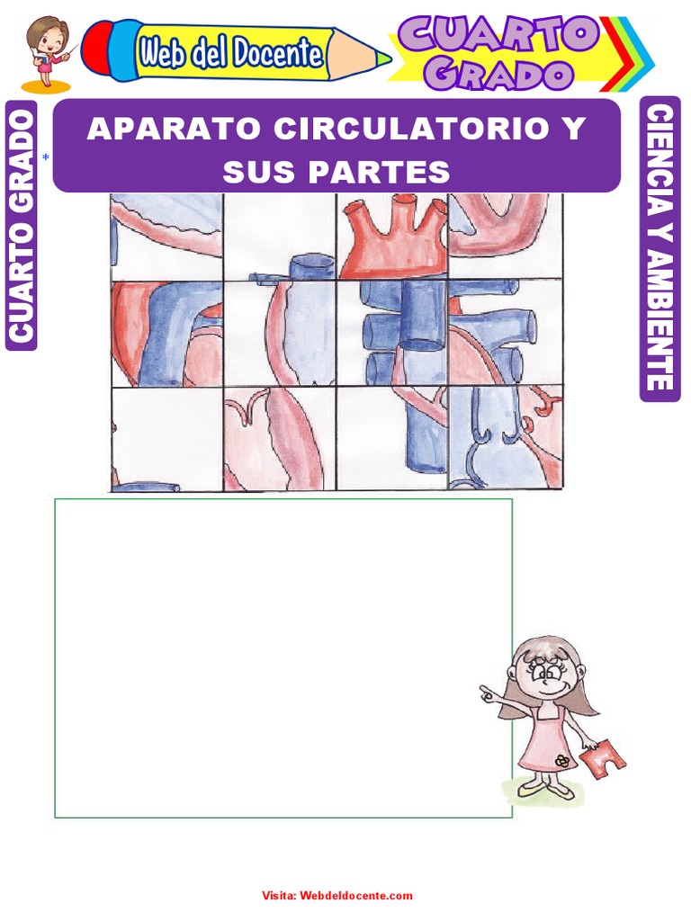 Aparato Circulatorio y Sus Partes para Cuarto Grado de Primaria | PDF ...