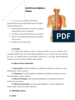 3 Medula Espinhal