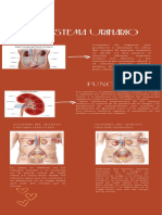 Sistema Urinario