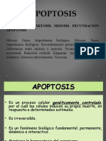 Apoptosis