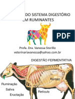 Afecções Sistema Digestorio em Ruminantes