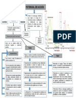 Diagrama Potencial de Accion