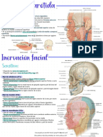 Anatomía de la cabeza y cuello: Glándula parótida y nervios craneales V, VII y X