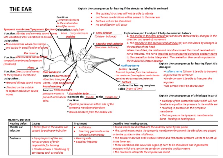 3 1 One Pager The Ear Memo Pdf Ear Hearing