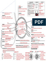 4.1 One Pager Eye - MEMO PDF