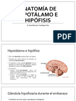 Anatomía de Hipotálamo e Hipófisis