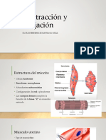 Contracción y Relajación