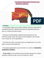 Particularidades Anatômicas (aparelho reprodutor feminino).pdf