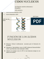 Copia de Acidos - Nucleicos
