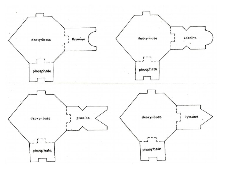 Dna template pdf