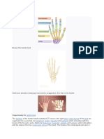 Hand Bones: 27 Bones That Make Up the Human Hand