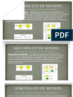 Segunda Ley de Mendel