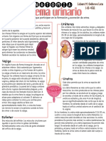 Anatomia Sistema Urinario