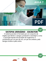 AULA 7 - SISTEMA URINÁRIO - EXCRETOR.pptx