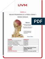 Practica 6 Medula y Nervios Espinales