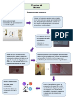 Diagrama Practica 16 Mitosis PDF