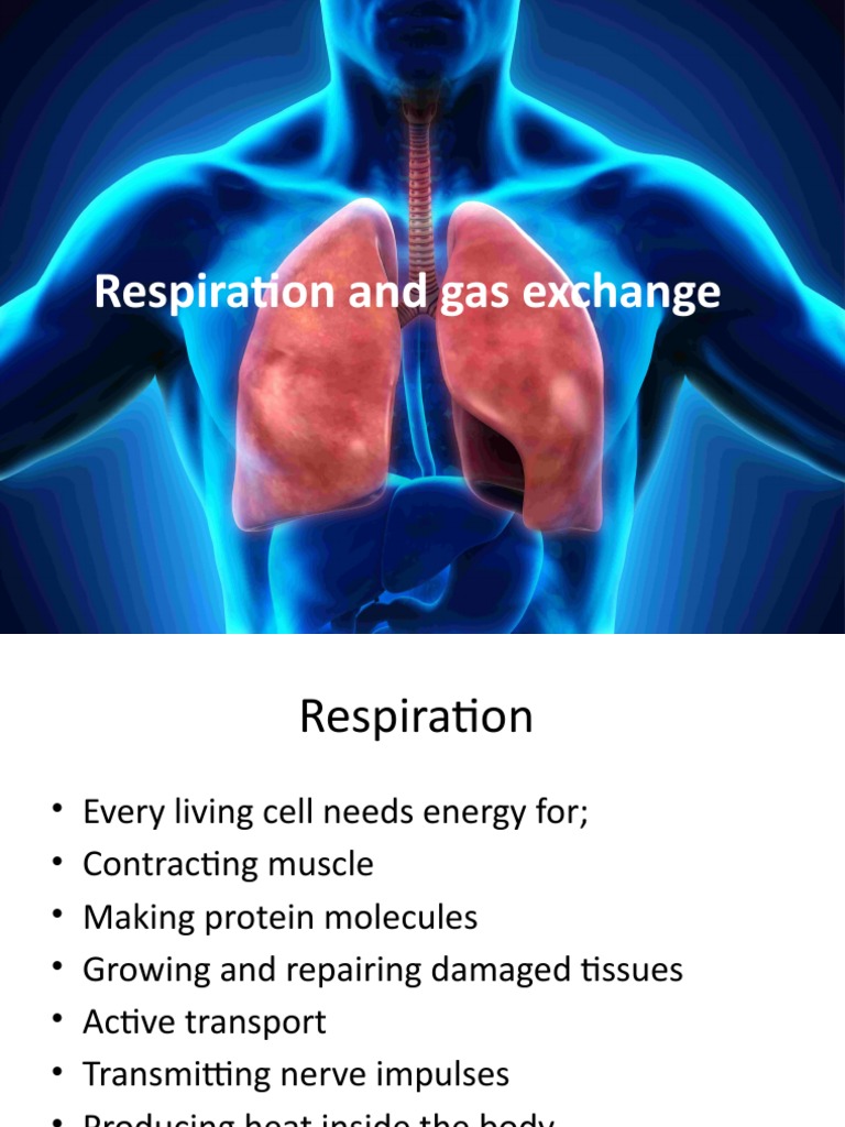 Respiration and Gas Exchange PDF Breathing Cellular Respiration